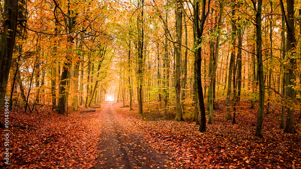 Fototapeta premium Leafy footpath at autumn in forest, Poland