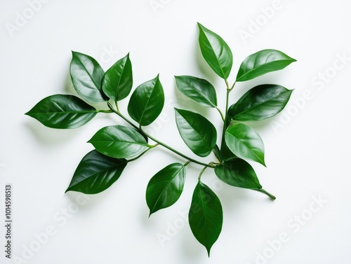 Green Leafed Plant on White Surface