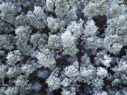 Frozen forest covered with ...