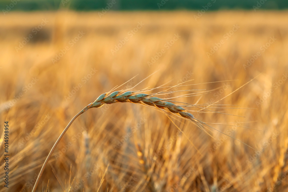 Fototapeta premium field with spikelets of ripe wheat