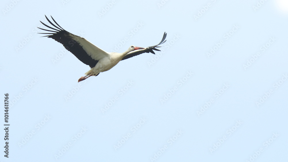 Obraz premium cicogna