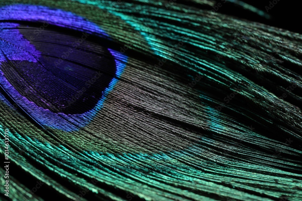 Fototapeta premium One beautiful peacock feather on black background, closeup
