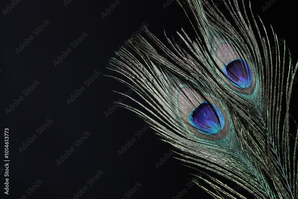 Obraz premium Two beautiful peacock feathers on black background, closeup. Space for text