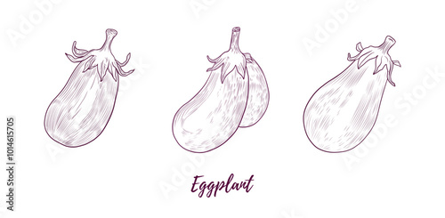 Vector eggplants line art illustration, graphic line art. Set of eggplants. Aubergine brinjal guinea squash. Elegant line botanical illustration. Great for any designs, textile, art, walls, package