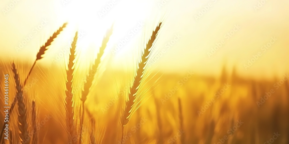 Summer landscape image of wheat field at sunset with beautiful --chaos 20 --ar 2:1 --personalize k4a5yrj --stylize 0 --v 6.1 Job ID: b6f41f31-e519-4960-90fd-16a9ac76a29d Summer landscape image of wheat field at sunset with beautiful --chaos 20 --ar 2:1 --personalize k4a5yrj --stylize 0 --v 6.1 Job ID: b6f41f31-e519-4960-90fd-16a9ac76a29d