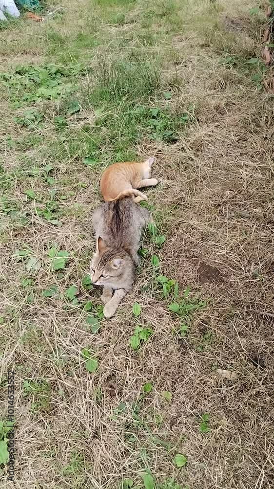 Yellow kitten playing with mother cat's tail Yellow kitten playing with mother cat's tail