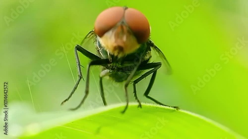 Cochliomyia hominivorax, the New World screw-worm fly, or screw-worm for short, is a species of parasitic fly that is well known for the way in which its larvae (maggots) eat the living tissue.
