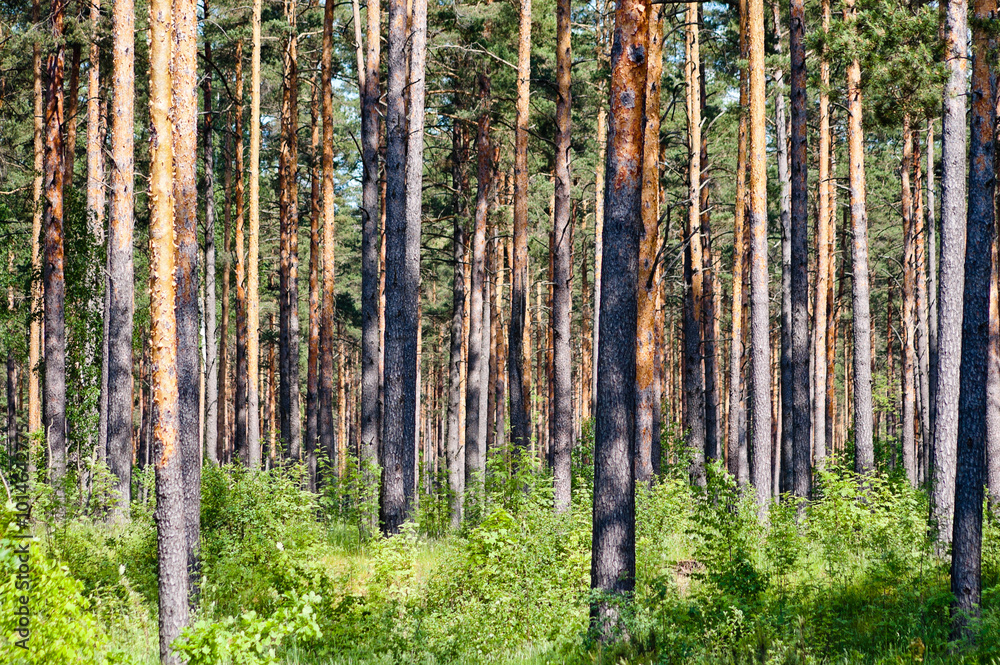 pine forest on a sunny day close up pine forest on a sunny day close up