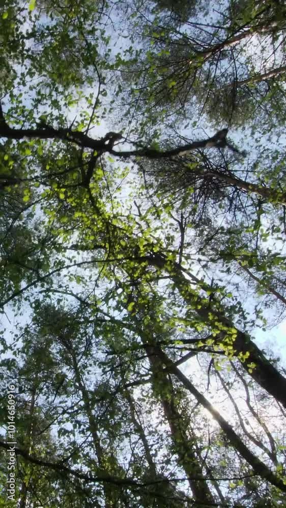 Walking in the forest.Skyward view amidst forest trees, serene beauty. Vertical Walking in the forest.Skyward view amidst forest trees, serene beauty. Vertical
