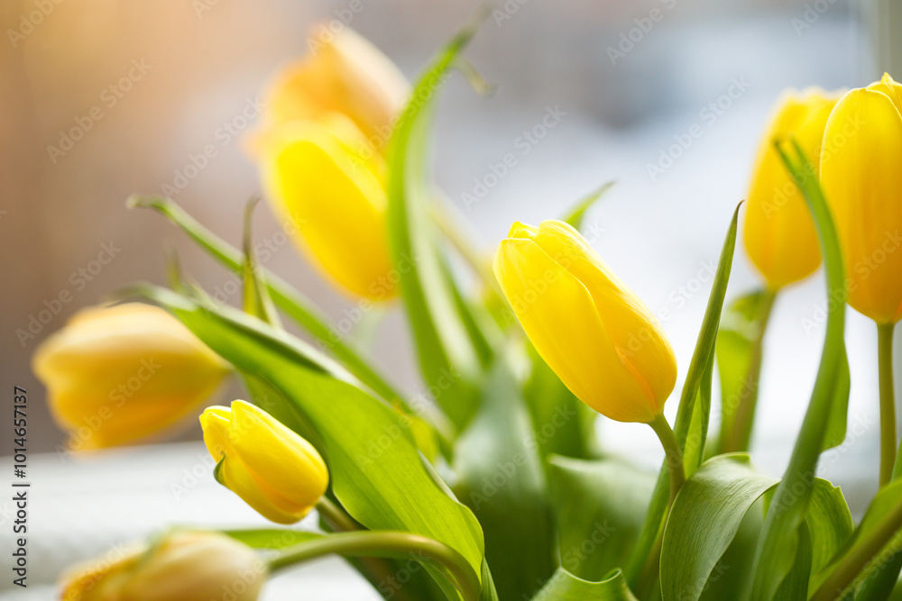 Obraz premium Bright yellow tulips on white background