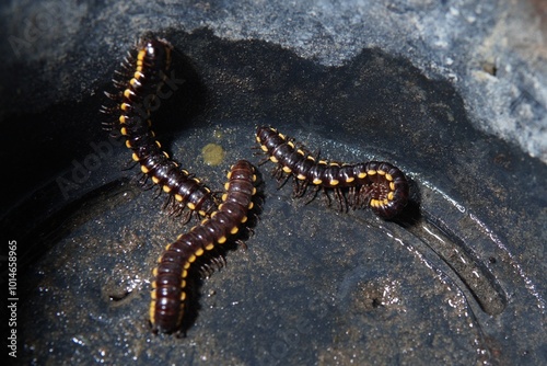Harpaphe haydeniana or (Yellow-spotted millipede, almond-scented millipede, cyanide millipede, kaki seribu, luwing, luing, keluwing, luluh) which is creeping
