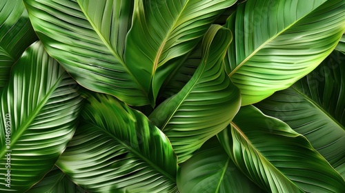 Large tropical green leaves overlapping. Nature foliage background pattern.