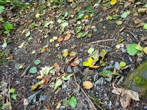 Листья в лесу