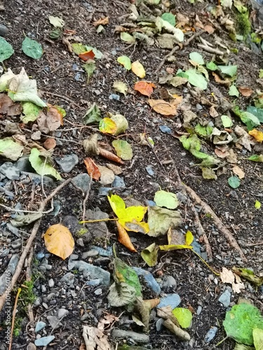 Сухие листья лежат на земле в лесу 