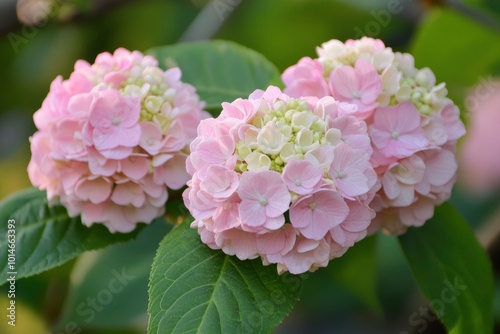 pale pink viburnum flower - generative ai