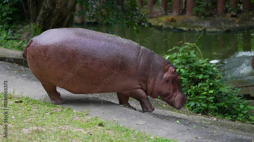 Big Hippopotamus walking on ground. Big Hippopotamus walking on ground.