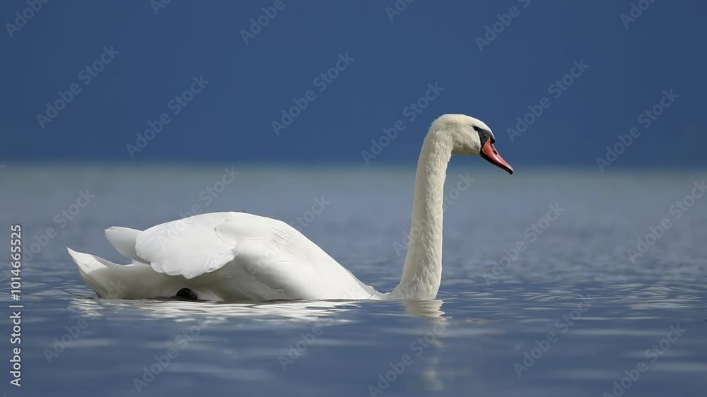 A Majestic Swan Gliding Gracefully on Serene Waters Beneath a Beautiful Clear Sky. Bodensee. Swiss A Majestic Swan Gliding Gracefully on Serene Waters Beneath a Beautiful Clear Sky. Bodensee. Swiss