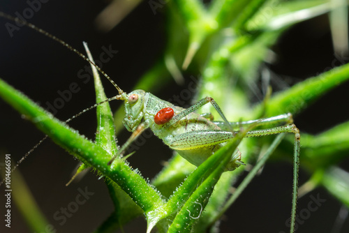 Selective focus on a red mite on a Mediterranean Katydid, Phaneroptera Nana photo