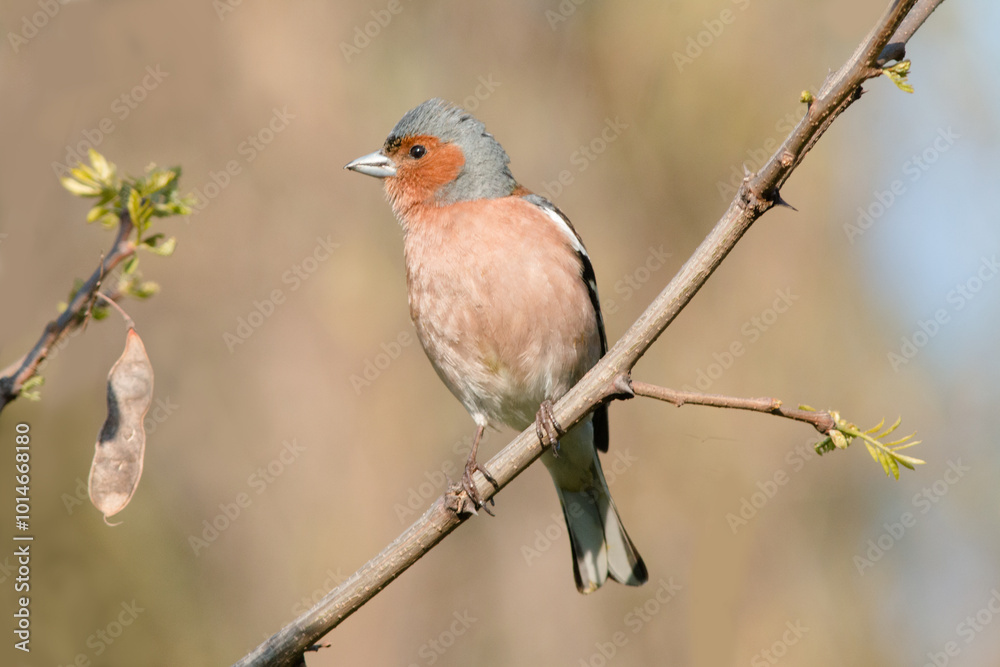 robin on a branch robin on a branch