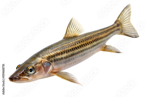 Leporellus vittatus isolated on a transparent background