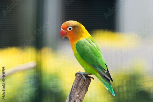 Selective focus on Fischer's Lovebird, Agapornis Fischeri photo