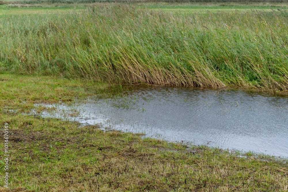 wet meadow landscape behind the north sea dunes wet meadow landscape behind the north sea dunes