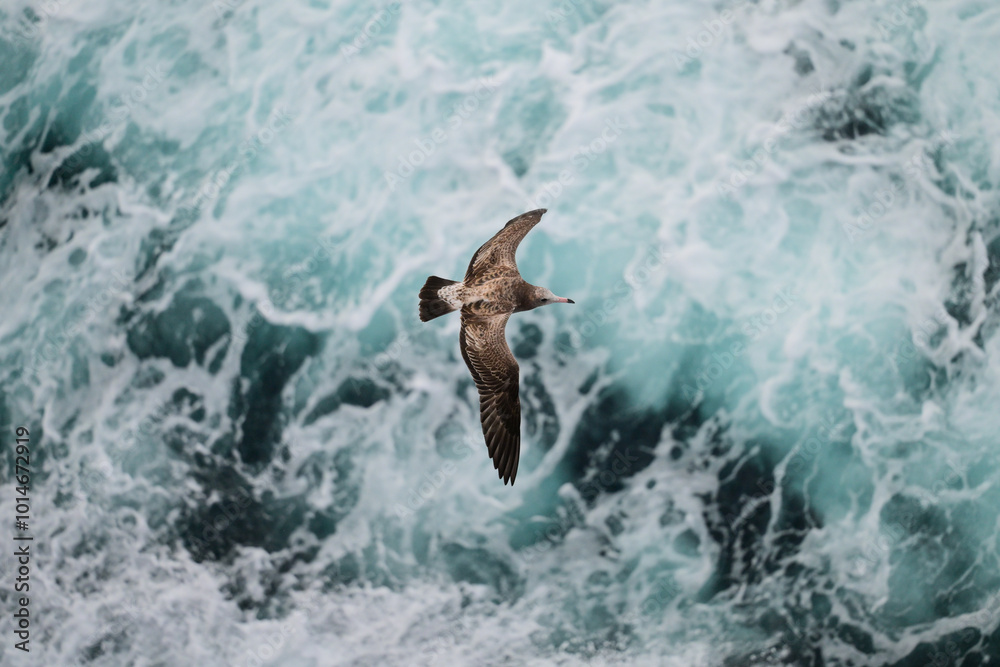 Fototapeta premium dolphin jumping in the water