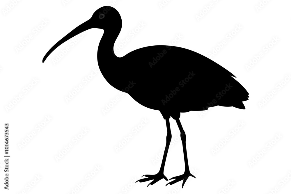 Fototapeta premium Ibis bird black silhouette, ibis bird animal vector illustration