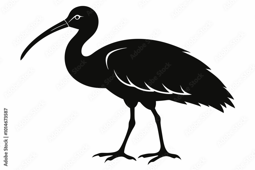 Fototapeta premium Ibis bird black silhouette, ibis bird animal vector illustration