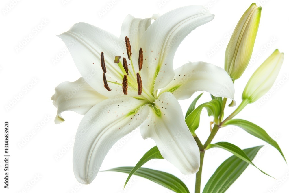 Fototapeta premium white lily blooming on a white background