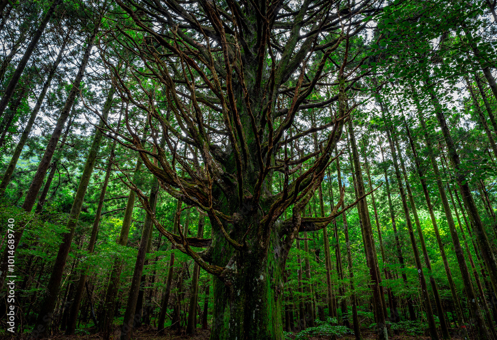 Fototapeta premium 杉の大木 お化け杉/Big cedar tree in Japan