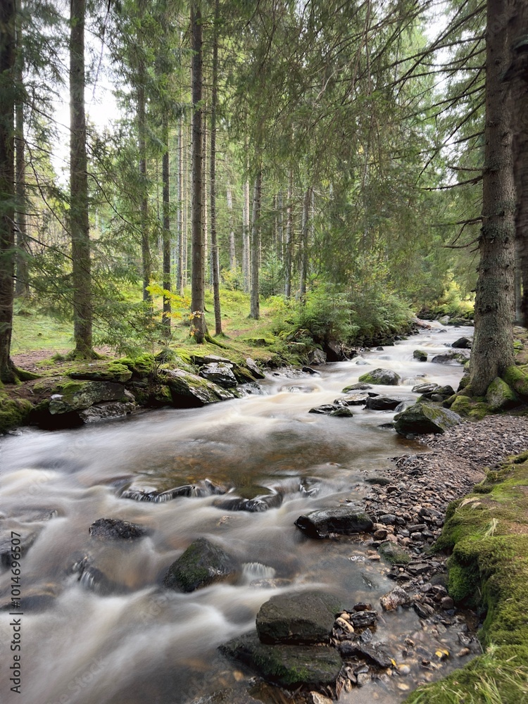 Fototapeta premium river in the forest