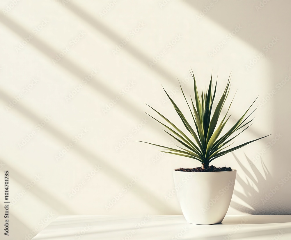 Indoor plant casting shadows on a wall in bright sunlight Indoor plant casting shadows on a wall in bright sunlight