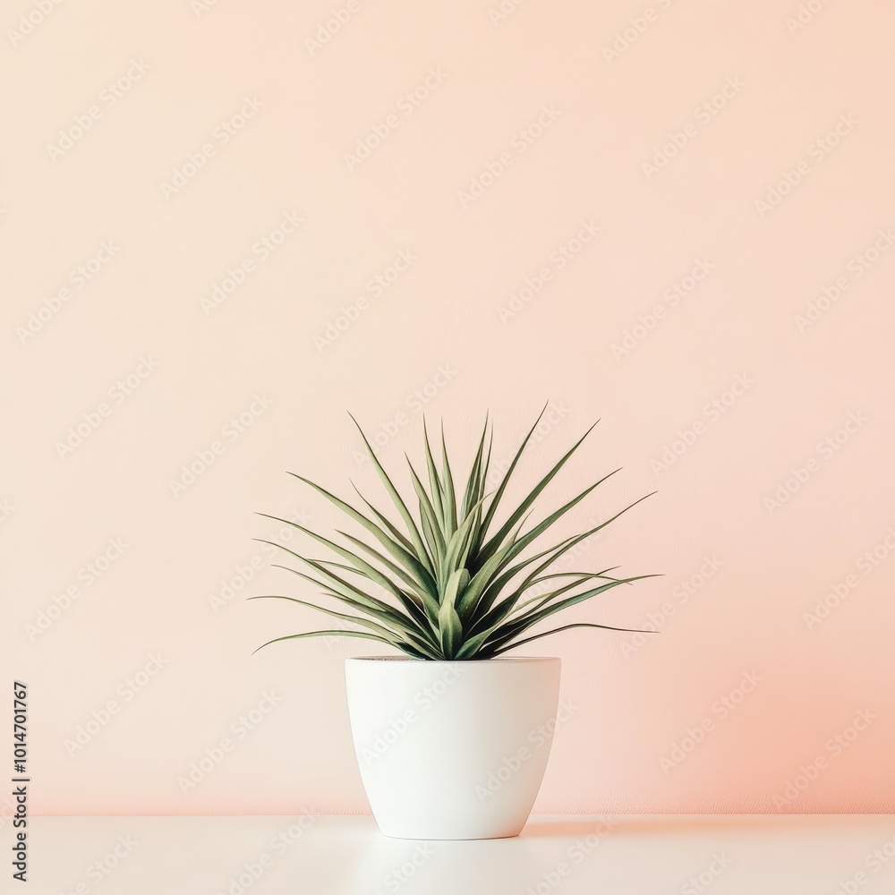 Indoor plant on a white table against a soft pink wall background Indoor plant on a white table against a soft pink wall background