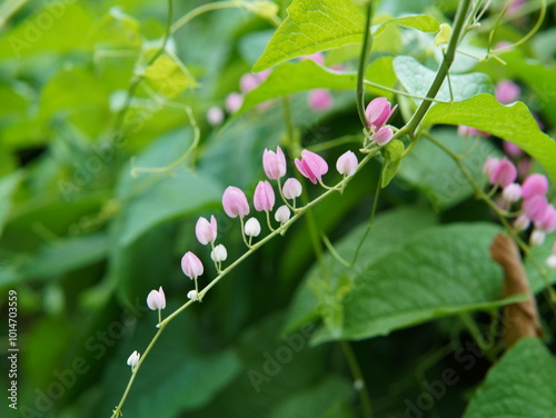 the antigonon leptopus plant or (Coral Vine, Bellísima, Corallita, Honolulu Creeper, Mexican Creeper, 珊瑚藤, air mata pengantin). nature theme background, pink and white flower photo