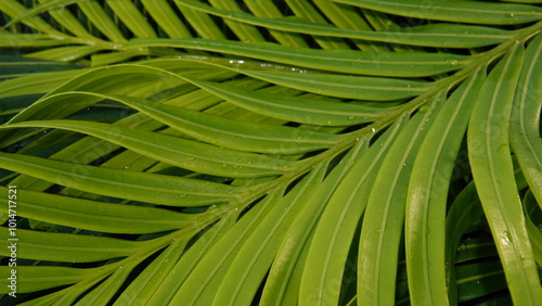 texture background of wet Cycas leaves. nature and plant theme background. Cycas or (King Sago, pakis haji) photo