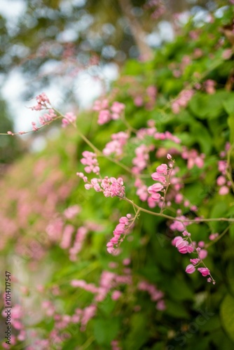 Close-up of Pink Flowers on a Lush Green Vine with Soft Focus Background
