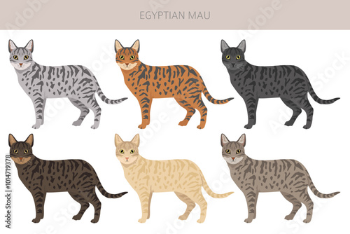 Egyptian Mau Cat clipart. All coat colors set.  All cat breeds characteristics infographic. Vector illustration