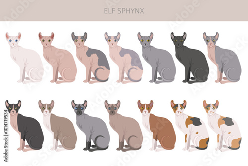 Elf Sphynx Cat clipart. All coat colors set.  All cat breeds characteristics infographic. Vector illustration