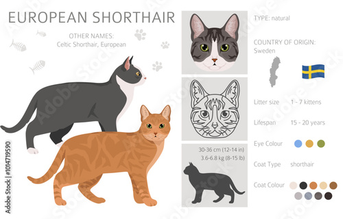 European Shorthair Cat clipart. All coat colors set.  All cat breeds characteristics infographic. Vector illustration