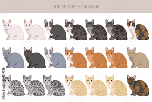 European Shorthair Cat clipart. All coat colors set.  All cat breeds characteristics infographic. Vector illustration photo