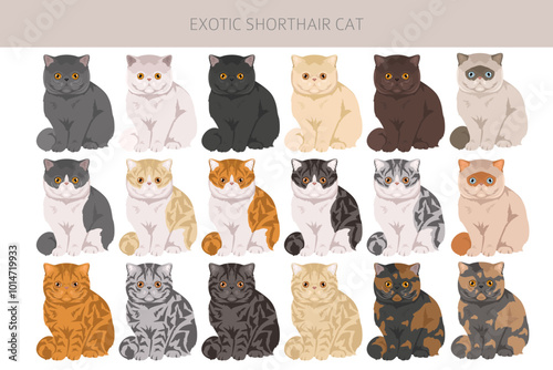 Exotic Shorthair Cat clipart. All coat colors set.  All cat breeds characteristics infographic. Vector illustration