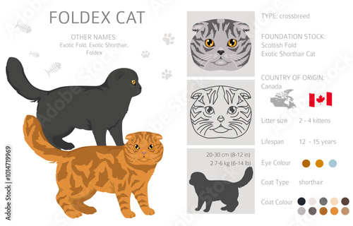 Foldex cat, Exotic Shorthair Cat clipart. All coat colors set.  All cat breeds characteristics infographic. Vector illustration photo