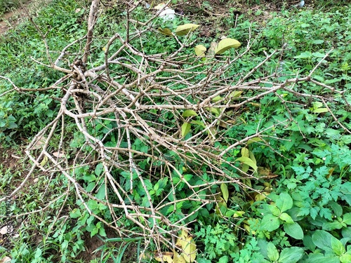 Beautiful green plants grow patterned texture