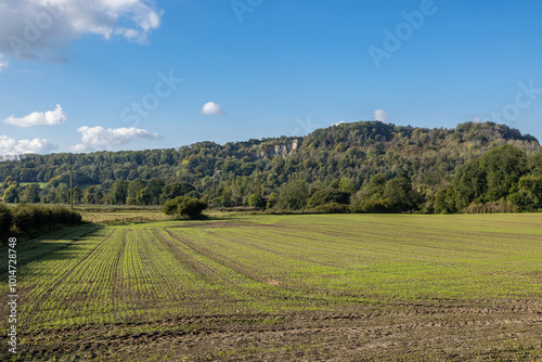 Young crops emerging in farmland, on a sunny autumn morning