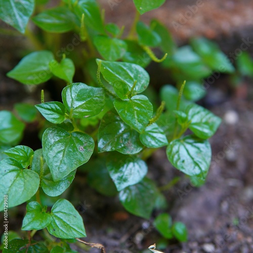 pepper elder plant. Peperomia pellucida (Pepper elder,Shiny bush, Crab claw herb Clearweed, Rat ear, Silver bush Vietnamese crab claw, Rin Rin, tumpang air, ketumpang air, sirih cina ). herbal plant. photo