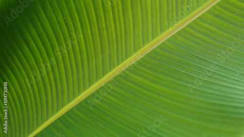 banana leaf. green banana leaf background. banana leaf texture. nature theme. plant theme.