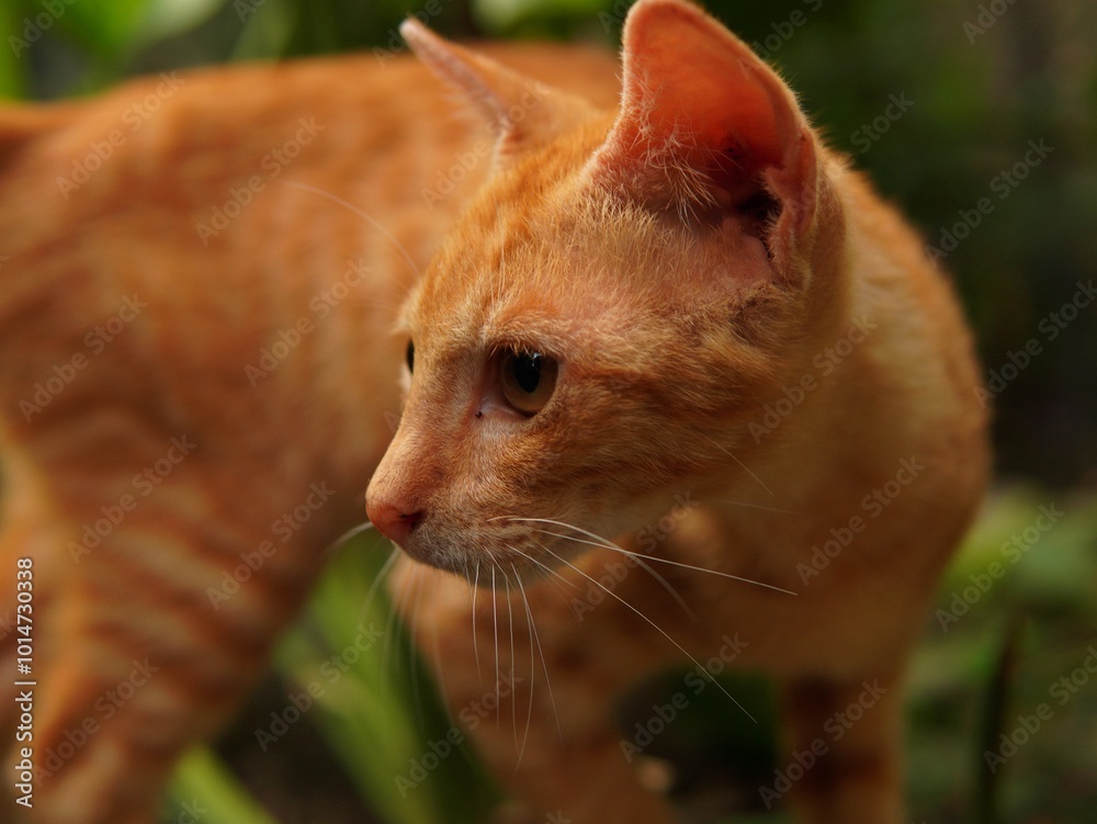orange fur kitten in the yard. domestic cat. animal theme. pet theme. cat in the yard. pets in the garden orange fur kitten in the yard. domestic cat. animal theme. pet theme. cat in the yard. pets in the garden