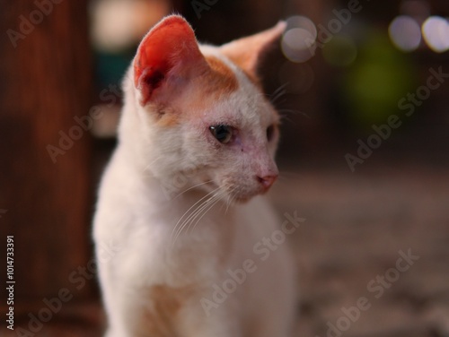 an orange white cat sitting relaxed. cat with blurred background. cat background. kitten. young cat. funny face. photo