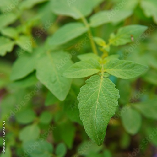 tomato leaves. tomato plants. plant background. leaf background. natural background